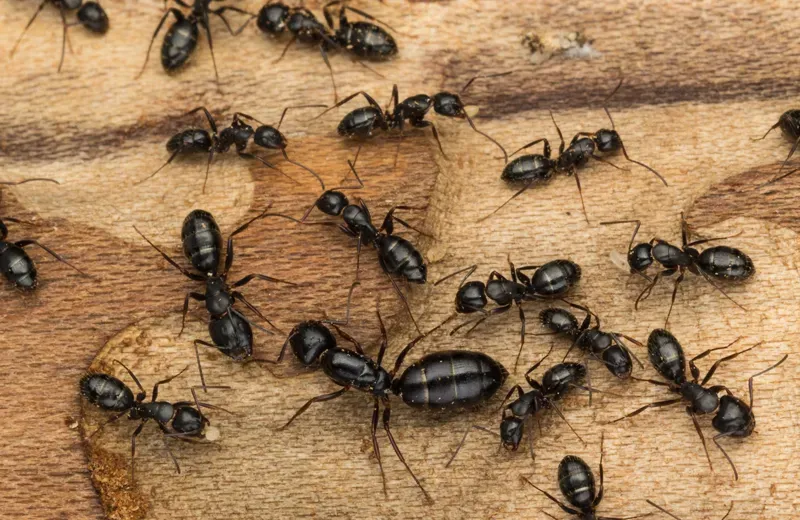 ants on wood