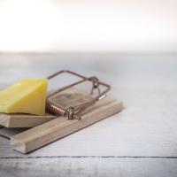 Snap Trap baited with Cheese